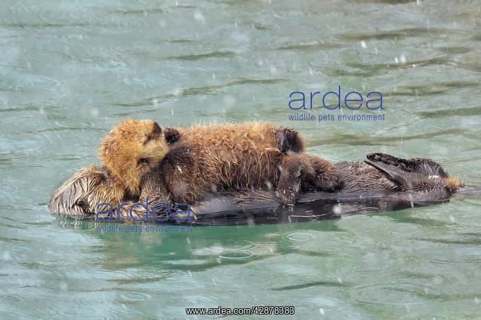 : Alaskan / Northern Sea Otter - mother with young : Alaskan / Northern Sea Otter - mother with young