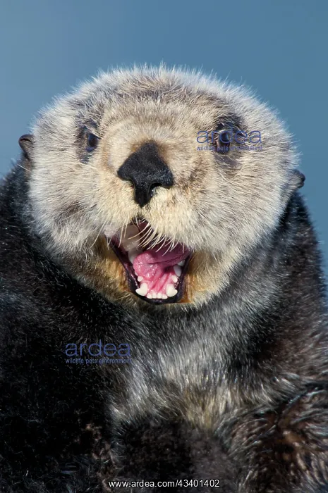 : Alaskan / Northern Sea Otter - with mouth open : Alaskan / Northern Sea Otter - with mouth open