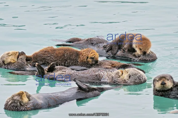 : Alaskan / Northern Sea Otter - raft with two mothers : Alaskan / Northern Sea Otter - raft with two mothers
