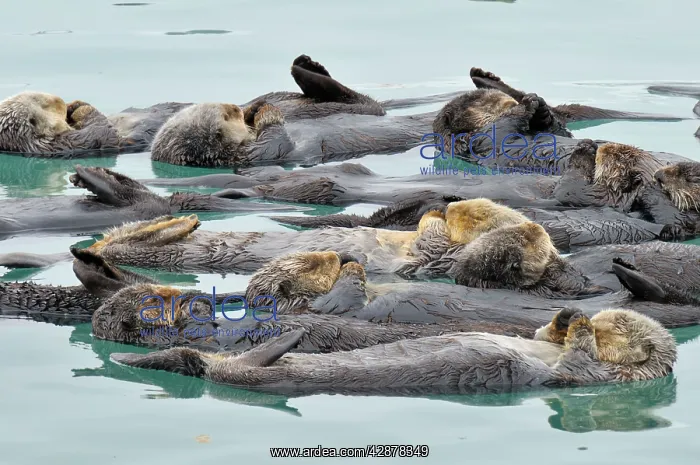 : Alaskan / Northern Sea Otter - raft - Sea Otters : Alaskan / Northern Sea Otter - raft - Sea Otters