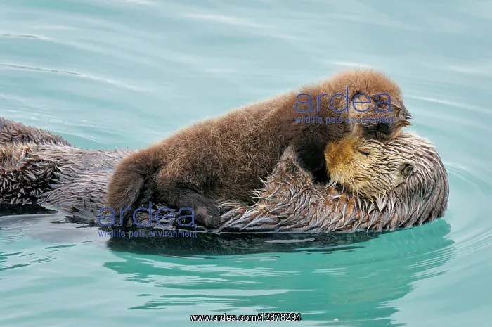 : Alaskan / Northern Sea Otter - resting on water : Alaskan / Northern Sea Otter - resting on water