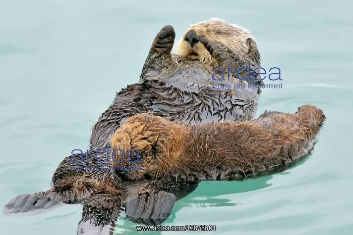: Alaskan / Northern Sea Otter - resting on water : Alaskan / Northern Sea Otter - resting on water