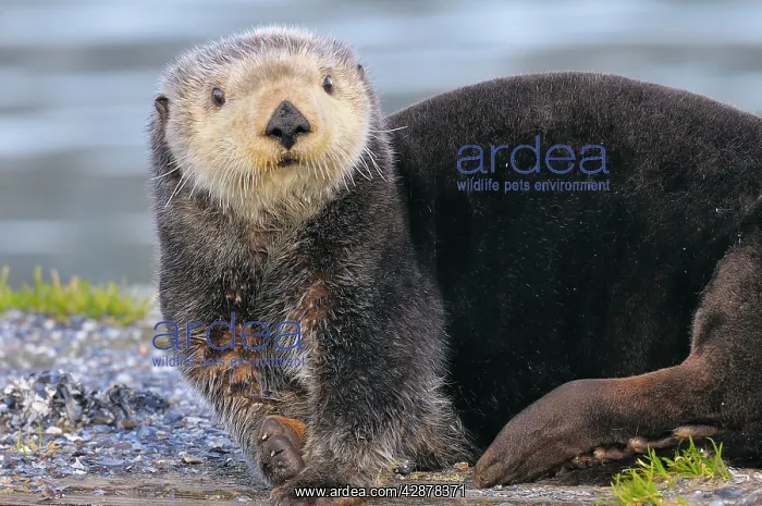 : Alaskan / Northern Sea Otter - on shore : Alaskan / Northern Sea Otter - on shore