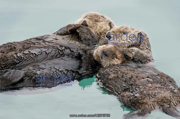 : Alaskan / Northern Sea Otter - sleeping - mother : Alaskan / Northern Sea Otter - sleeping - mother