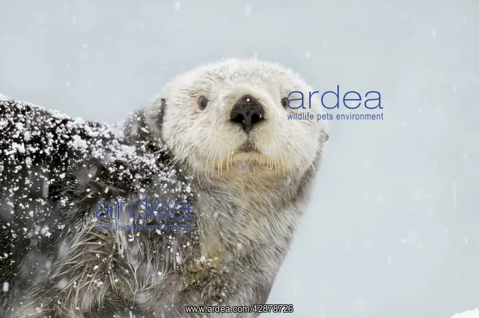 : Alaskan / Northern Sea Otter - in snowstorm : Alaskan / Northern Sea Otter - in snowstorm