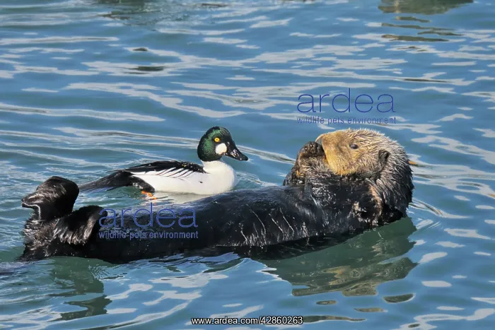 : Alaskan / Northern Sea Otter - on back in water : Alaskan / Northern Sea Otter - on back in water