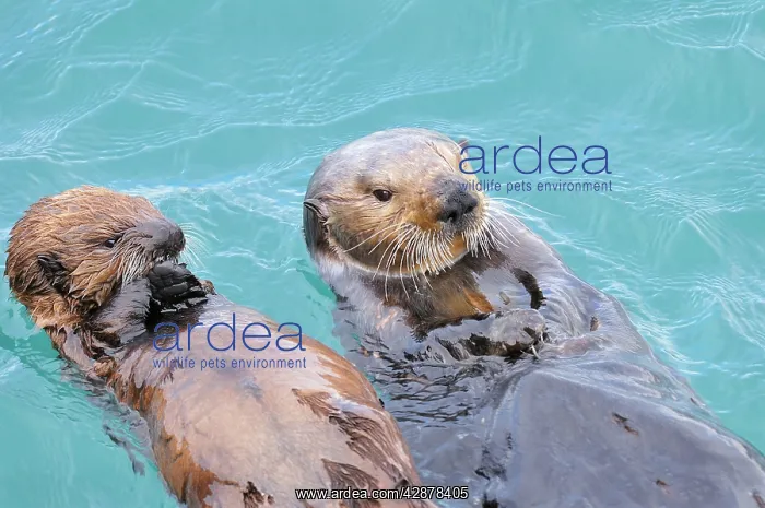 : Alaskan / Northern Sea Otter - on water : Alaskan / Northern Sea Otter - on water