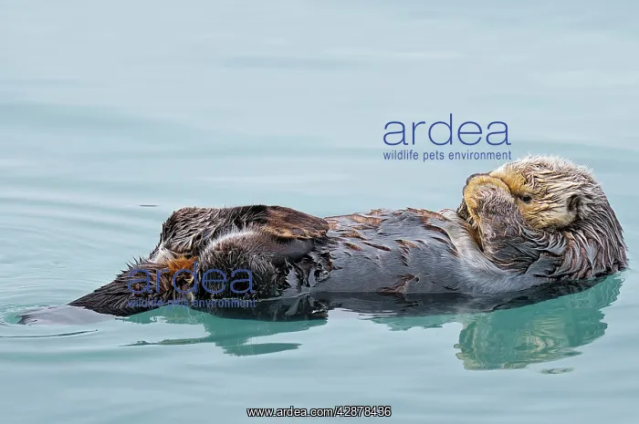: Alaskan / Northern Sea Otter - on water : Alaskan / Northern Sea Otter - on water