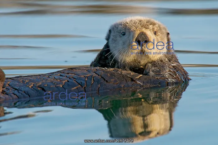 : Alaskan / Northern Sea Otter - on water : Alaskan / Northern Sea Otter - on water