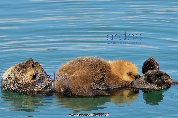  : Alaskan  /  Northern Sea Otter - on water - pup nursing