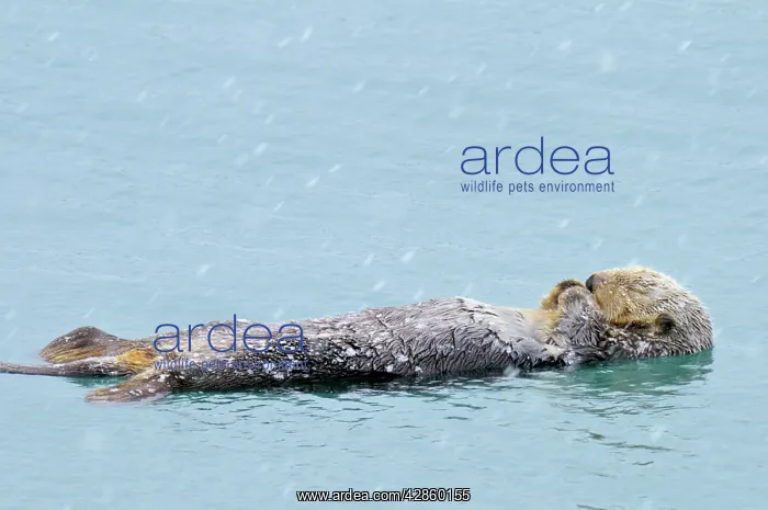: Alaskan / Northern Sea Otter - on water sleeping : Alaskan / Northern Sea Otter - on water sleeping