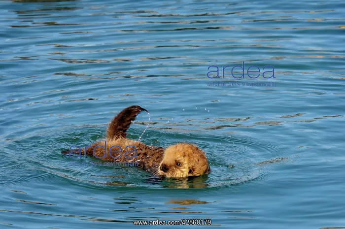 : Alaskan / Northern Sea Otter - young pup learning to swim : Alaskan / Northern Sea Otter - young pup learning to swim