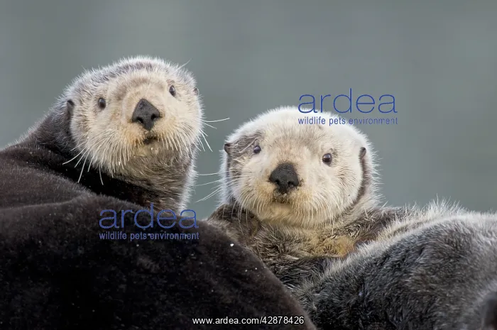 : Alaskan / Northern Sea Otters : Alaskan / Northern Sea Otters