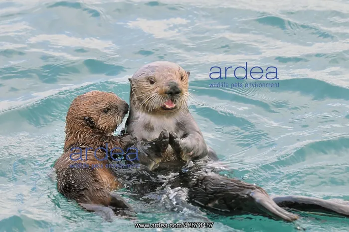 : Alaskan / Northern Sea Otters : Alaskan / Northern Sea Otters