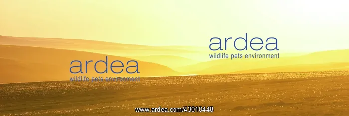 : Alaskan Tundra at sunset Alaska's Arctic National : Alaskan Tundra at sunset Alaska's Arctic National