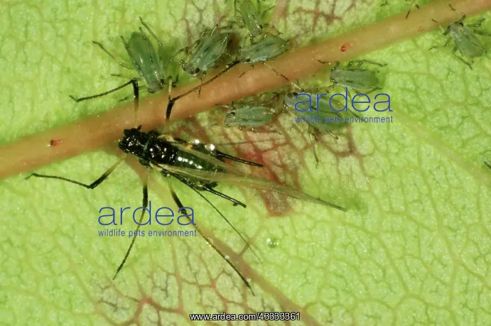 : Alate rose aphid : Alate rose aphid