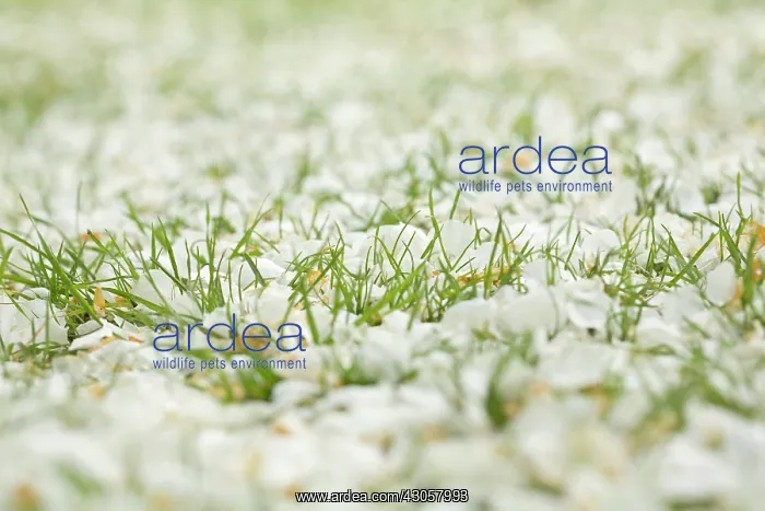 : alba, Apple, Dicentra spectabilis f : alba, Apple, Dicentra spectabilis f