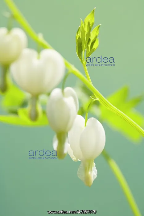 : alba, Bleeding heart, Dicentra spectabilis f : alba, Bleeding heart, Dicentra spectabilis f