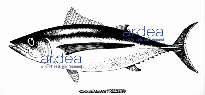 : Albacore Tuna : Albacore Tuna