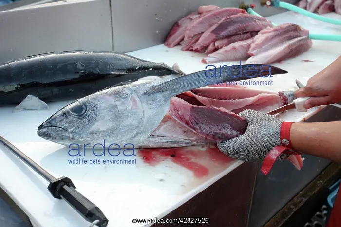 : Albacore Tuna / Rose of the sea - being filleted : Albacore Tuna / Rose of the sea - being filleted