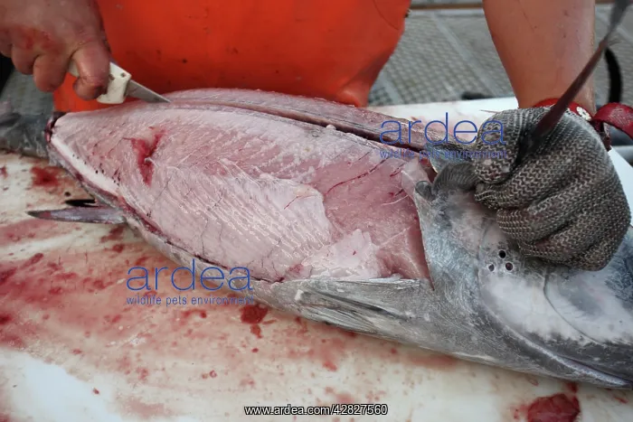 : Albacore Tuna / Rose of the sea - being filleted : Albacore Tuna / Rose of the sea - being filleted