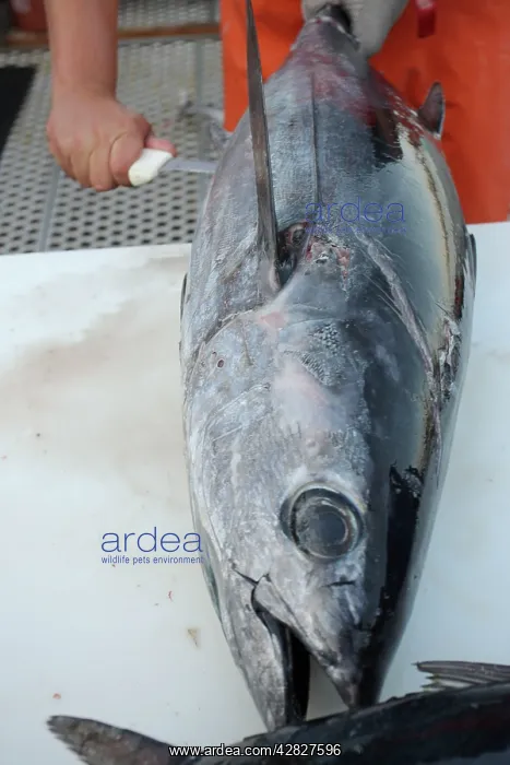: Albacore Tuna / Rose of the sea - being filleted : Albacore Tuna / Rose of the sea - being filleted