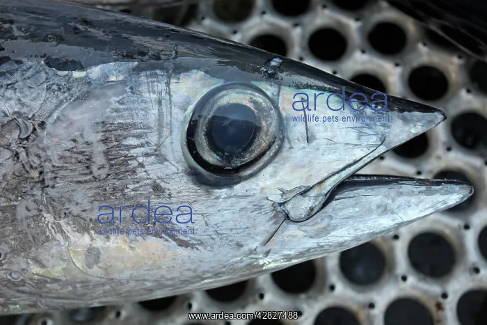 : Albacore Tuna / Rose of the sea - head : Albacore Tuna / Rose of the sea - head