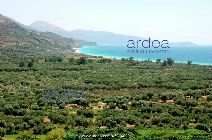  : Albania, Olive grove next to Borsh beach
