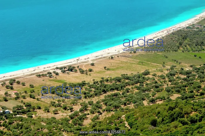  : Albania, Olive grove next to Borsh beach