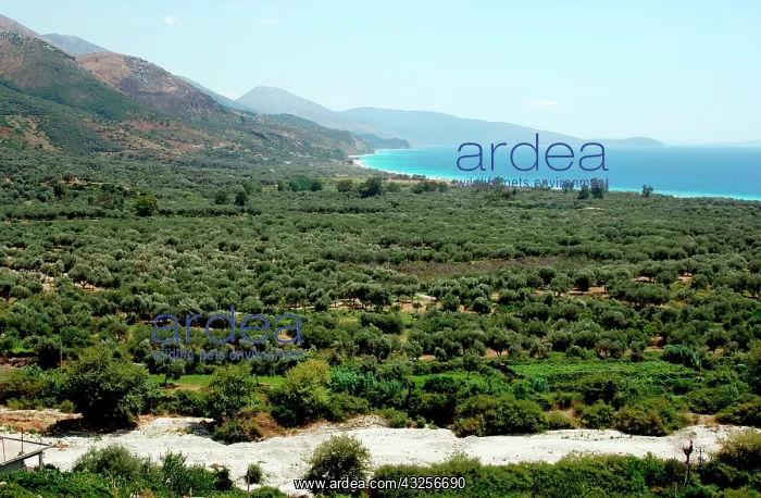 : Albania, Olive grove next to Borsh beach : Albania, Olive grove next to Borsh beach