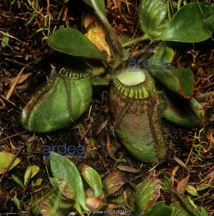 : ALBANY PITCHER PLANT : ALBANY PITCHER PLANT