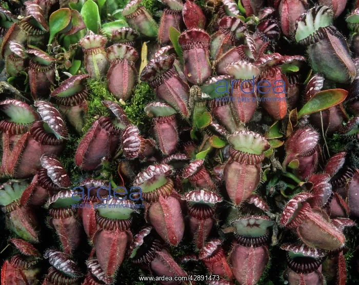 : Albany Pitcher Plant : Albany Pitcher Plant