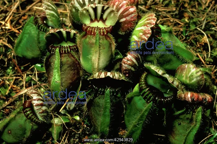 : Albany pitcher plant (Cephalotus follicularis) : Albany pitcher plant (Cephalotus follicularis)