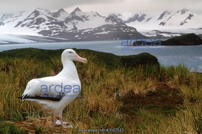 : Albatross. An albatross (Diomedea exulans) walking through the sub-antarctic : Albatross. An albatross (Diomedea exulans) walking through the sub-antarctic