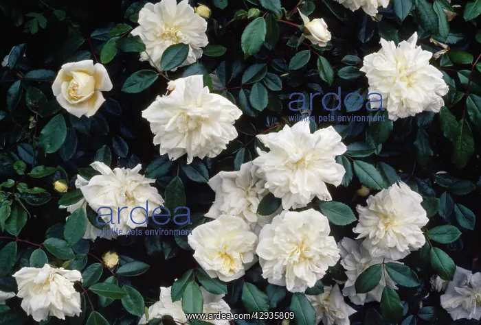  : Alberic Barbier Rambler Rose