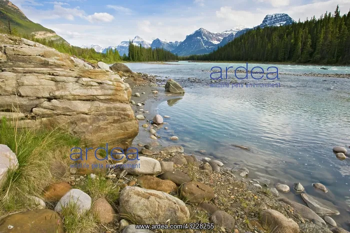 : Alberta, Canada, Athabasca River in Jasper : Alberta, Canada, Athabasca River in Jasper