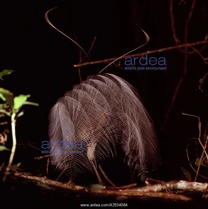 : AlbertIs Lyrebird - in full courtship display : AlbertIs Lyrebird - in full courtship display