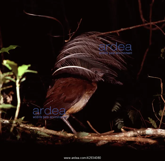 : AlbertIs Lyrebird - Male in courtship display : AlbertIs Lyrebird - Male in courtship display