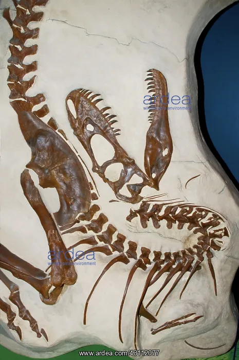 : Albertosaurus Fossil Replica : Albertosaurus Fossil Replica