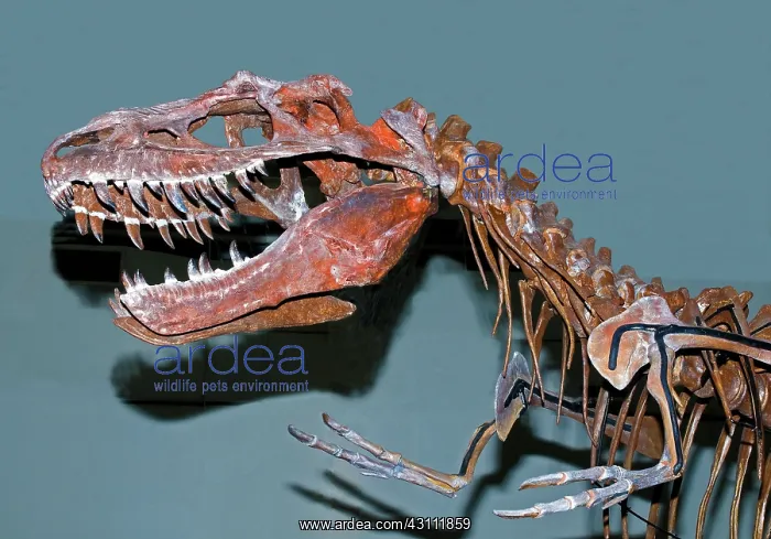 : Albertosaurus Fossil Skeleton : Albertosaurus Fossil Skeleton
