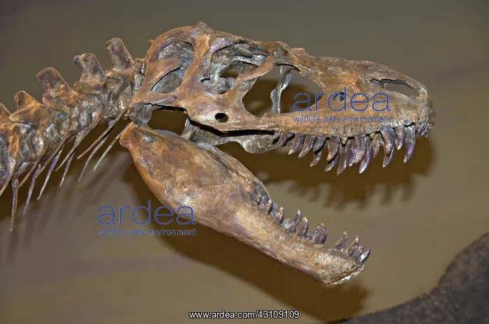 : Albertosaurus Skull : Albertosaurus Skull
