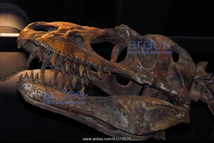 : Albertosaurus skull : Albertosaurus skull