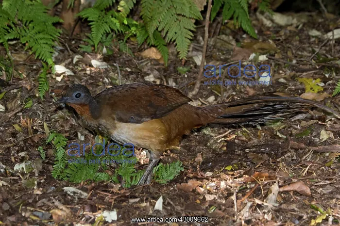 : Albert's Lyrebird : Albert's Lyrebird