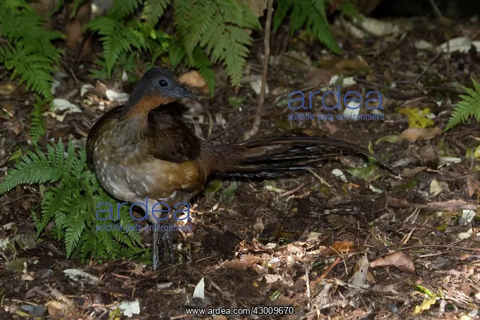 : Albert's Lyrebird : Albert's Lyrebird
