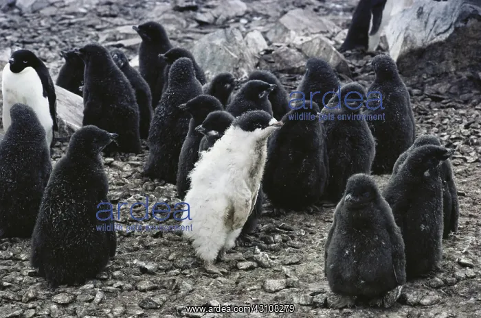 : Albino Ad??oelie Penguin : Albino Ad??oelie Penguin