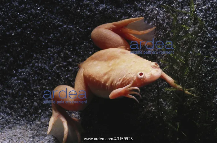 : Albino African Clawed Frog : Albino African Clawed Frog