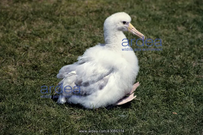: Albino Albatross Chick : Albino Albatross Chick