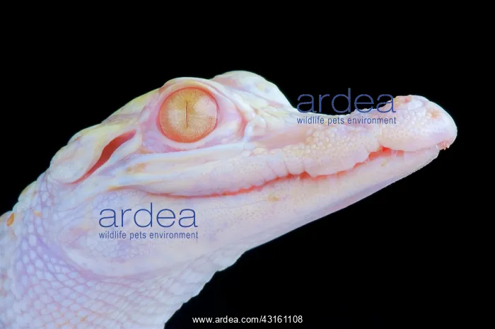 : Albino alligator (Alligator mississippiensis), captivity : Albino alligator (Alligator mississippiensis), captivity