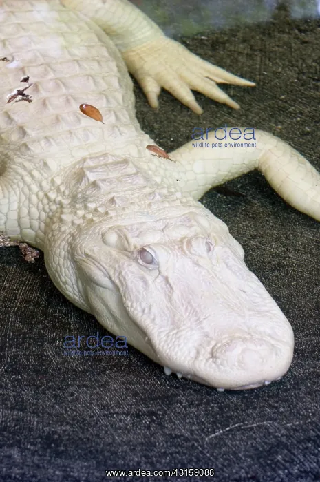 : Albino American Alligator : Albino American Alligator