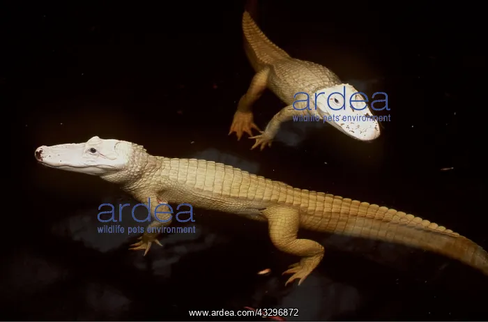 : Albino American Alligators - two in water : Albino American Alligators - two in water